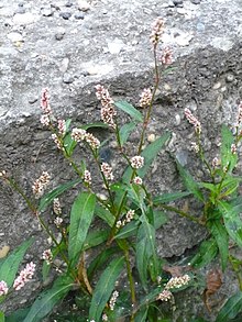 Persicaria maculosa