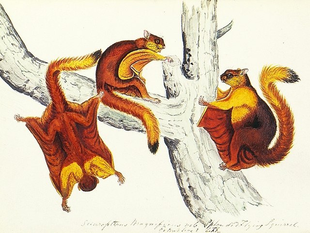 Hodgson's giant flying squirrel - Wikipedia