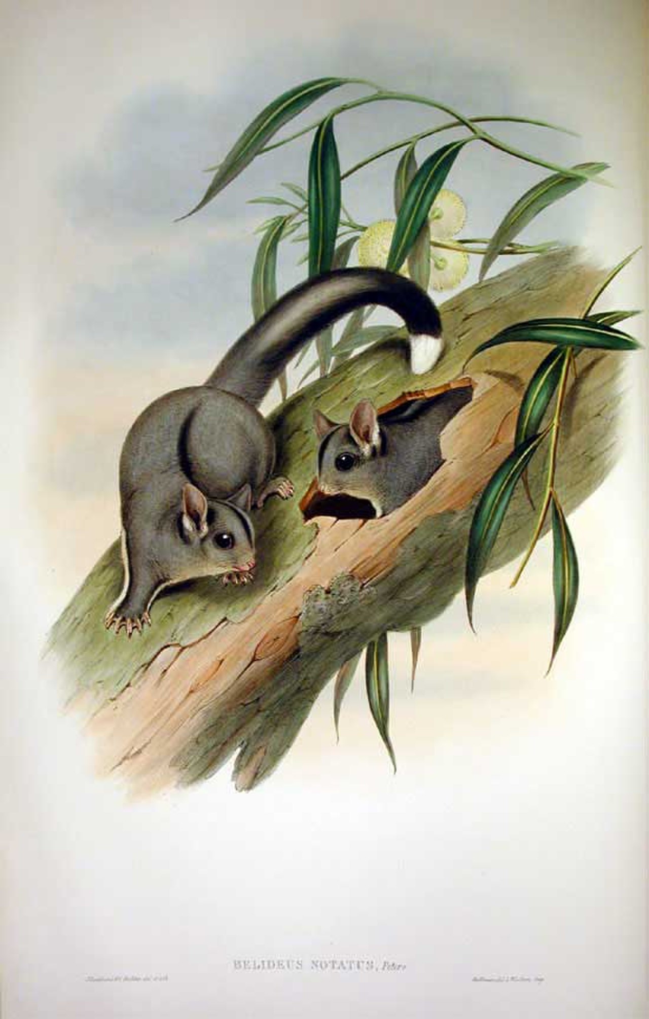 Джон Гульд млекопитающие Австралии