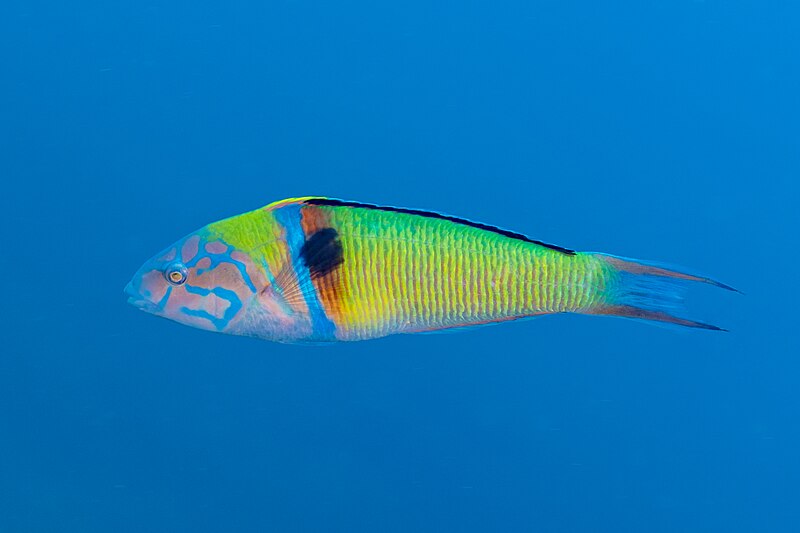 File:Pez verde (Thalassoma pavo), Cabo de Palos, España, 2022-07-16, DD 73.jpg