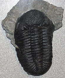 A Phacops rana trilobite fossil found in Fossil Park