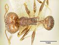 Pheidole susannae jtlc000015316 dorsal 1. jpg