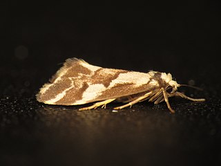 <i>Philenora chionastis</i> Species of moth