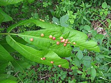 Phylloxera caryaeglobuli galls on C. ovata leaves