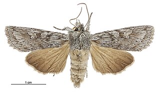 <i>Physetica phricias</i> Species of moth endemic to New Zealand