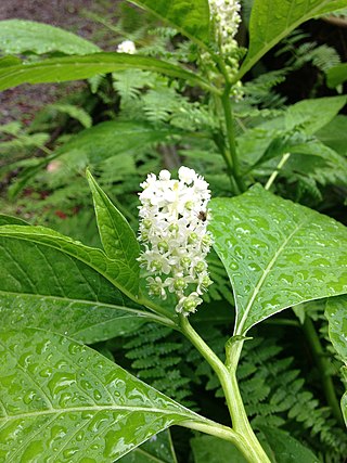 <i>Phytolacca japonica</i> Species of flowering plant