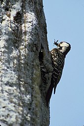 Red-cockaded woodpecker