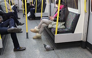 <span class="mw-page-title-main">Animals taking public transportation</span> Unassisted animal use of public transport