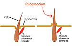 Miniatura para Piloerección