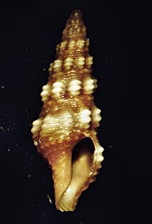 <i>Pilsbryspira</i> genus of molluscs