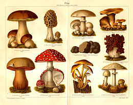 A gombák világában az aszkuszos föld alatti gombákat nevezzük szarvasgombáknak, amelyek közül csak néhánynak van komoly piaci értéke