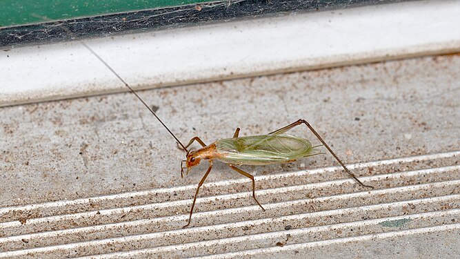 Common Tree Cricket (Oecanthus sp.)