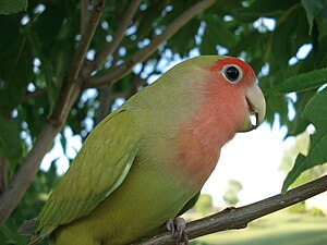 Rose-headed rose (Agapornis roseicollis)