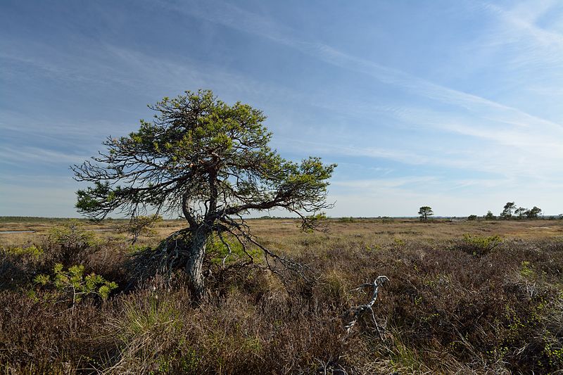 File:Pinus sylvestris Marimetsa Bog1.jpg