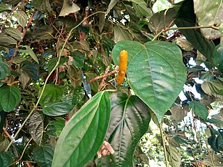 <i>Piper mestonii</i> Species of plant in the family Piperaceae