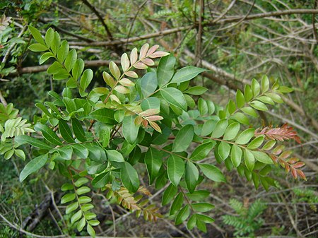 Pistacia mexicana