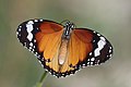 * Nomination Plain tiger (Danaus chrysippus chrysippus) --Charlesjsharp 20:12, 25 June 2022 (UTC) * Promotion  Support Good quality. --N. Johannes 16:26, 26 June 2022 (UTC)