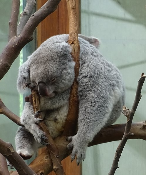 File:Planckendael zoo Koala 03.jpg