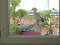 Plants on window A D1905.jpg