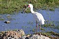 Platalea alba?