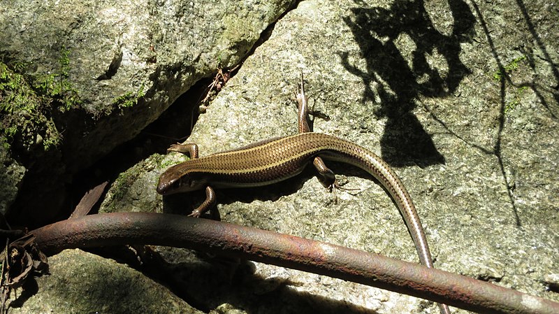 File:Plestiodon japonicus 153630356.jpg