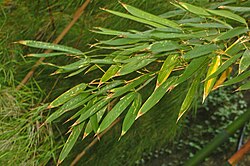 왕대(P. bambusoides)