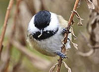 black, white, and brown bird with seed in beak