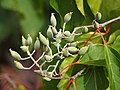 Unripe seed capsules and red petioles, also University of Wrocław Botanical Garden