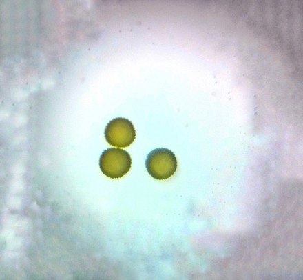 Three pollen grains of a plant in genus Sida