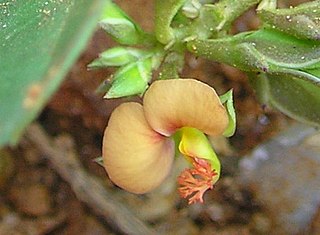 <span class="mw-page-title-main">Polygala glomerata</span> Species of flowering plant