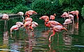 * Nomination Prague: Flamingoes in the Zoo --A.Savin 15:15, 12 January 2017 (UTC) * Promotion Good quality. --Jacek Halicki 15:33, 12 January 2017 (UTC)