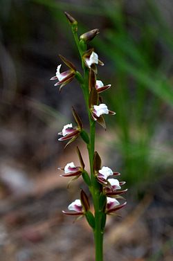 Prasophyllum brevilabre (Short-lip Leek-orchid) (24879767802). 
 jpg