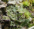 Marchantia quadrata Germany - Schwäbische Alb