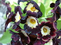 Primula × pubescens