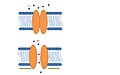 Prokariotski model. Kanal se otvara kao odgovor na deformaciju membrane (zelene strelice). Adaptirano iz Lumpkin et al.[28]