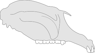 <i>Propalorchestes</i> Extinct genus of marsupials