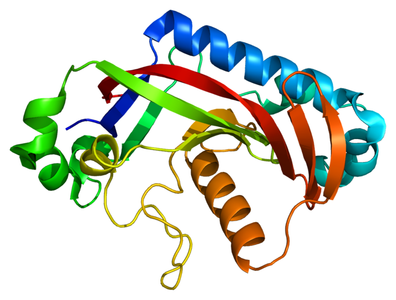 File:Protein CNP PDB 1woj.png