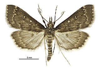 <i>Proternia</i> Genus of moths