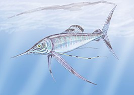 Protosphyraena