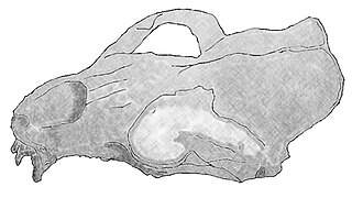 <i>Prototaria</i> Extinct genus of pinniped