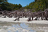 Providenciales Mangroves