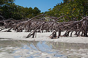 Providenciales Mangrove Reflections