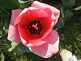 Průhonice - Dendrologická zahrada, tulipán 'World's Favourite'