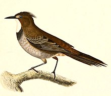 Pseudoseisura gutturalis 1847.jpg