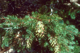 Foliage and cones, Pike and San Isabel National Forests, south-central Colorado