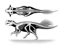 Skeletal restoration of Psittacosaurus sp. SMF R 4970 Psittacosaurus sp skeletal.png
