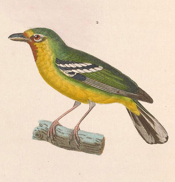 File:Pteruthius aenobarbus 1838.jpg