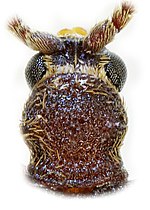 Ptinus sexpunctatus detail.jpg