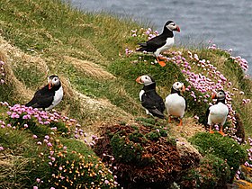 Atlantic Puffin sull'isola di Handa