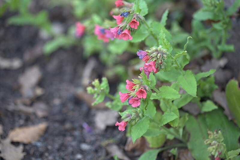 File:Pulmonaria rubra 01.jpg